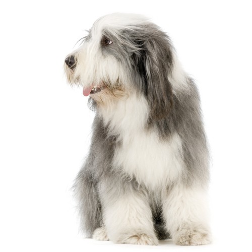 Bearded collie